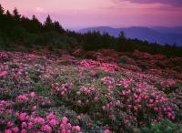 The East - Roan Mountain Sunset I - Fuji Crystal Archive